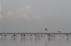 کم‌آبی و خشک‌شدن سه تالاب گنبدکاووس مانع حضور پرندگان مهاجر می‌شود