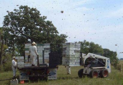 جابجایی کندو‌های زنبور عسل ۱۶ تا ۲۸ مهر در استان گلستان ممنوع است