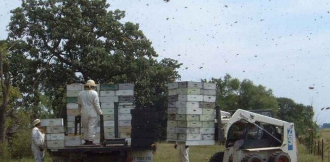 جابجایی کندو‌های زنبور عسل ۱۶ تا ۲۸ مهر در استان گلستان ممنوع است