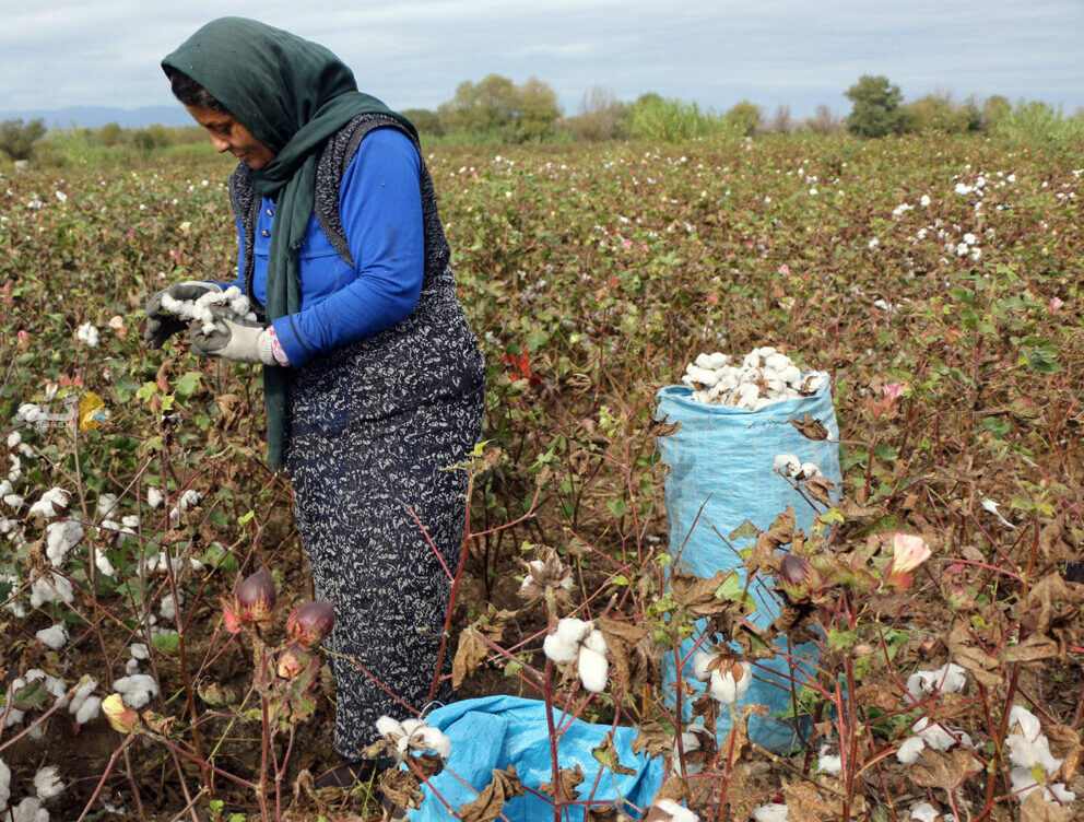 جای خالی پنبه در استان گلستان سرزمین طلای سفید