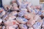 روزانه ۱۶ تن مرغ گرم و منجمد دولتی در گنبدکاووس توزیع می‌شود