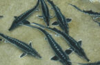دستور دادگستری گلستان برای جلوگیری از انقراض ماهیان خاویاری