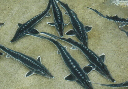 دستور دادگستری گلستان برای جلوگیری از انقراض ماهیان خاویاری