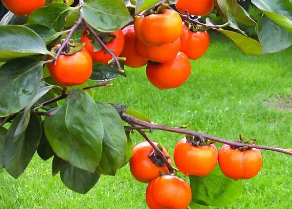 آغاز برداشت خرمالو در گلستان؛ پیش بینی برداشت ۹ هزار تن محصول