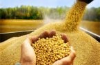 پیش بینی خرید ۱۰۰۰تُن بذر سویا از کشاورزان در گلستان