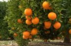 پیش بینی برداشت ۱۰۰هزار تُن پرتقال در گلستان