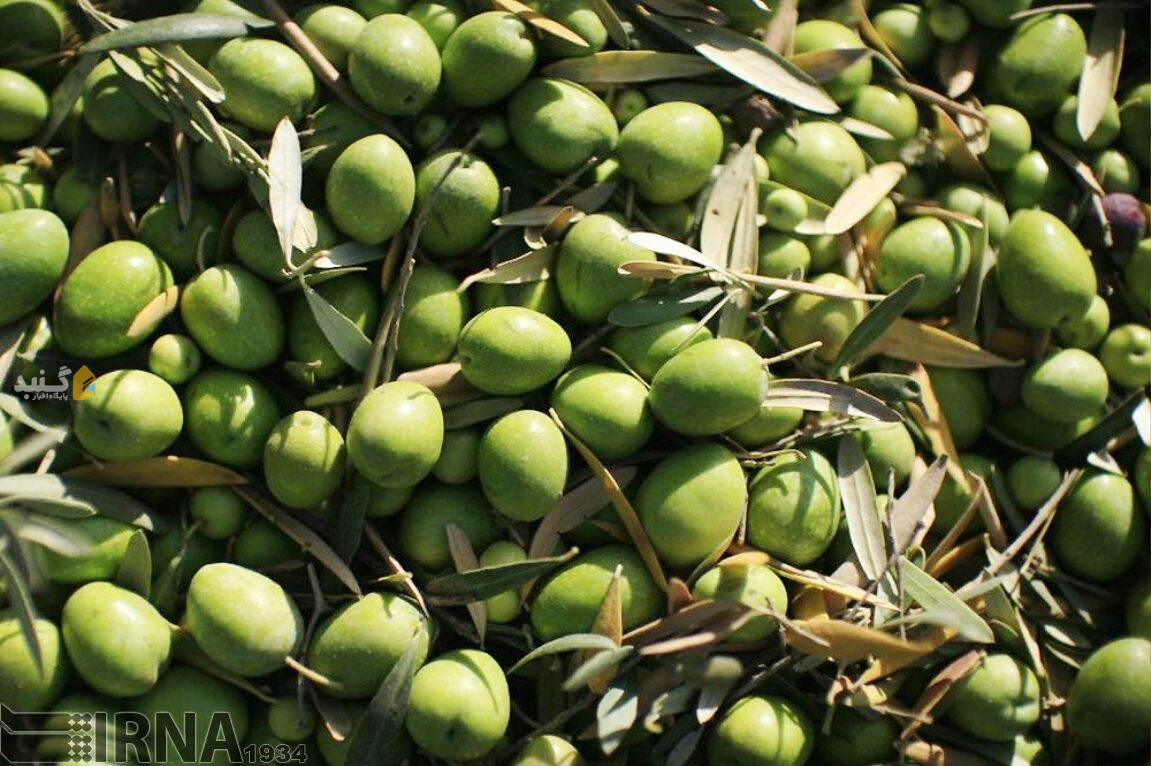 قابلیت بالای گلستان در تولید زیتون مقاوم به سرما و تنش‌های محیطی