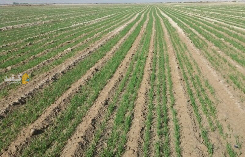 ۱۴۶ هزار هکتار از زمین‌های زیرکشت گندم در گلستان، سبز است