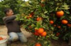 ۵۰ هزار تن محصول پرتقال در استان گلستان برداشت شد