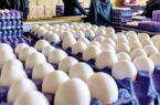 قیمت هر کیلوگرم تخم مرغ در گلستان؛ بین ۳۹ تا ۴۴ هزار تومان