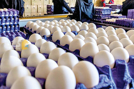 قیمت هر کیلوگرم تخم مرغ در گلستان؛ بین ۳۹ تا ۴۴ هزار تومان