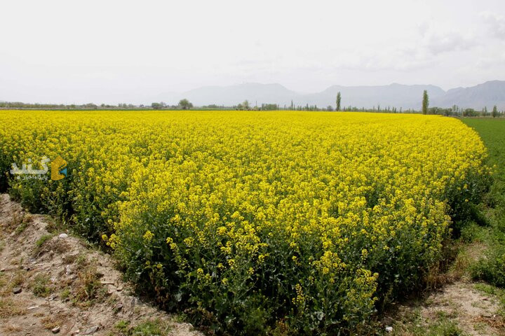 سبز نشدن برخی از مزارع کلزا در گلستان به خاطر ماندآبی است