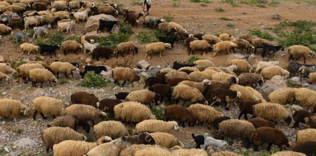 بین عشایر استان گلستان کنسانتره مدت‌دار توزیع می‌شود