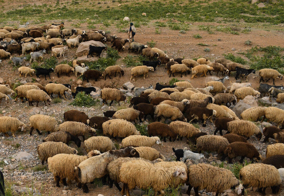 بین عشایر استان گلستان کنسانتره مدت‌دار توزیع می‌شود