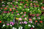 تولید ۳۰ میلیون گل و گیاه زینتی در گلستان