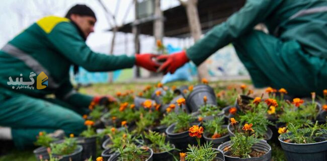 یک میلیون گل فصلی در معابر و بوستان‌های شهری گنبدکاووس کاشته شد