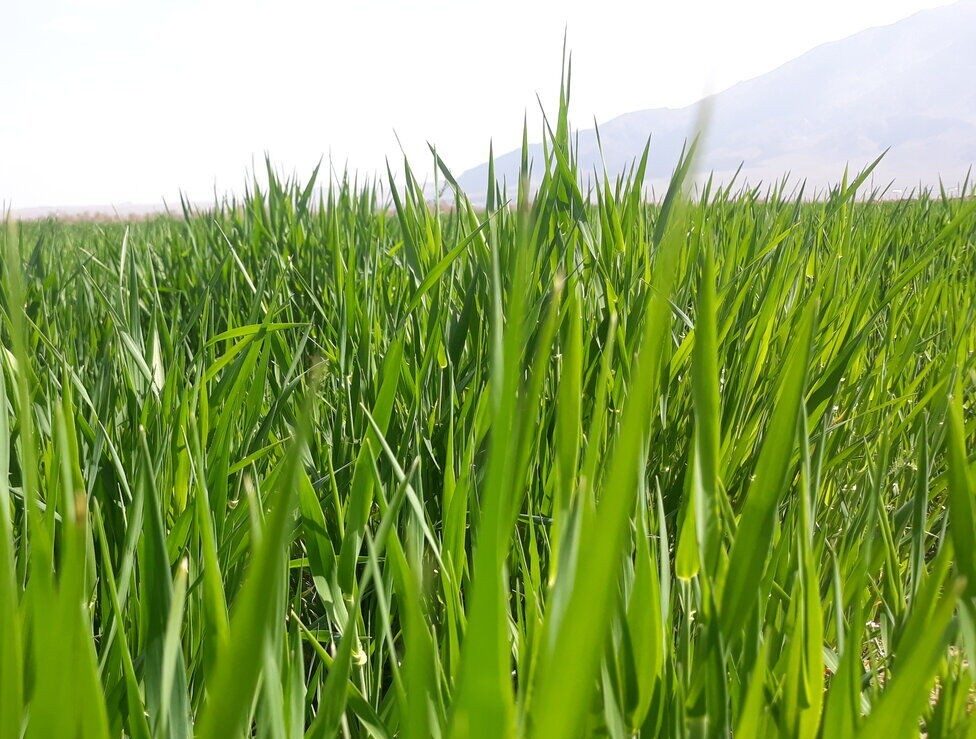 ۱۰ هزار هکتار از مزارع گندم‌ گلستان درگیر علف هرز است