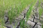 وقوع خشکسالی شدید در گلستان/ بارش بهمن ۶۰ درصد کاهش یافت