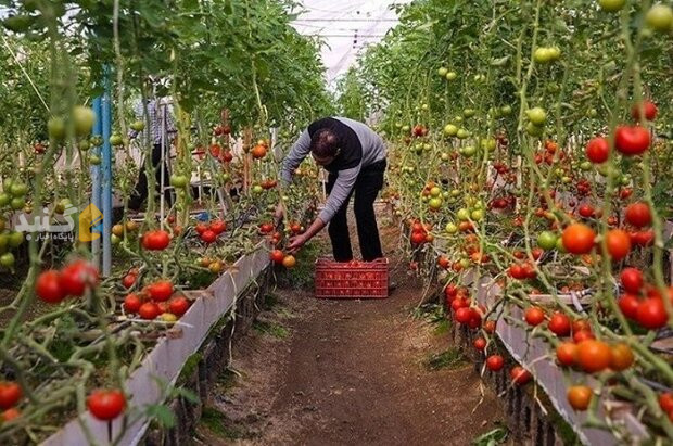 ۲۵۶۰ شغل ثمره پروژه‌های دهه فجر در گنبدکاووس