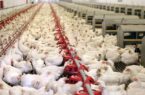 توصیه‌های جهاد کشاورزی به مرغداران برای حفاظت از واحد‌های تولیدی در برابر سرما