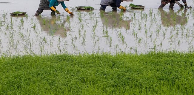 کشاورزان گلستان در صورت انصراف از کشت شالی، بسته حمایتی می‌گیرند