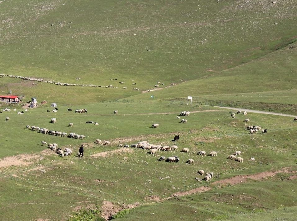 ۲۹۷ هکتار از اراضی منابع ملی در گنبدکاووس رفع تصرف شد