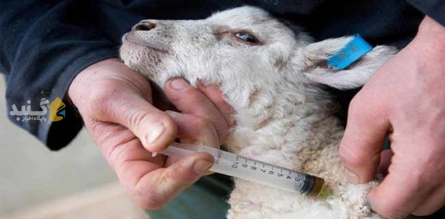 آخرین وضعیت واکسیناسیون دام سبک و سنگین علیه تب برفکی در گلستان