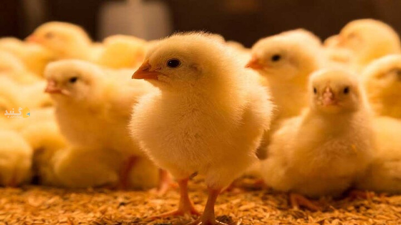 افزایش ۱۰۰ هزار قطعه ای جوجه ریزی در گلستان