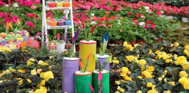 در استان گلستان جشنواره گل‌ و‌ گیاه برگزار می شود