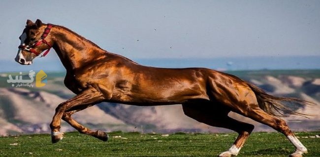 جشنواره زیبایی های اسب اصیل ترکمن در انبار الوم برگزار شد.