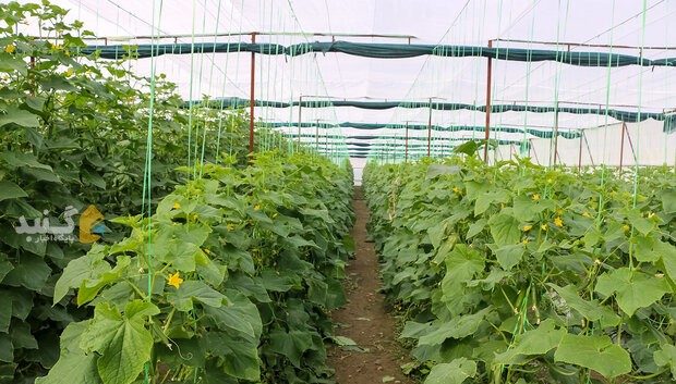 استان گلستان رتبه سوم توسعه گلخانه های کشور