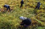 کشت غرقابی برنج، بازدهی زمین را برای برداشت محصول بعدی کاهش می‌دهد