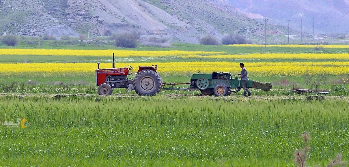 رعایت الگوی کشت تنها راه عبور گلستان از بحران خشکسالی است