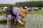 کشاورزان گلستانی از کشت محصولات با نیاز آبی بالا پرهیز کنند