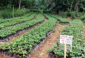 گلستان نهال مورد نیاز هفت استان برای کاشت یک میلیارد درخت را تامین می‌کند