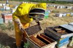 زنبورداران گلستان در زمان سم پاشی مزارع و باغات دقت کنند