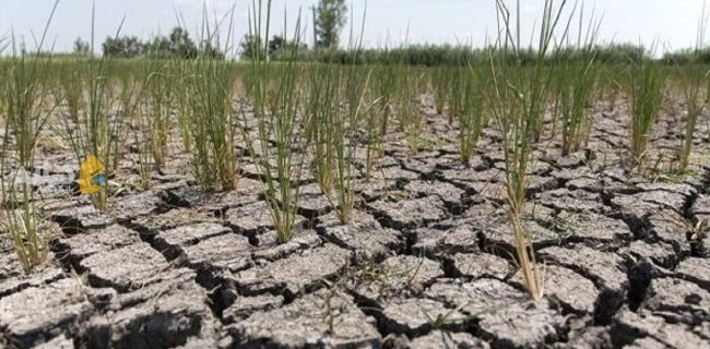 پرداخت خسارت‌های ناشی از خشک سالی تا پایان خرداد به کشاورزان گلستانی
