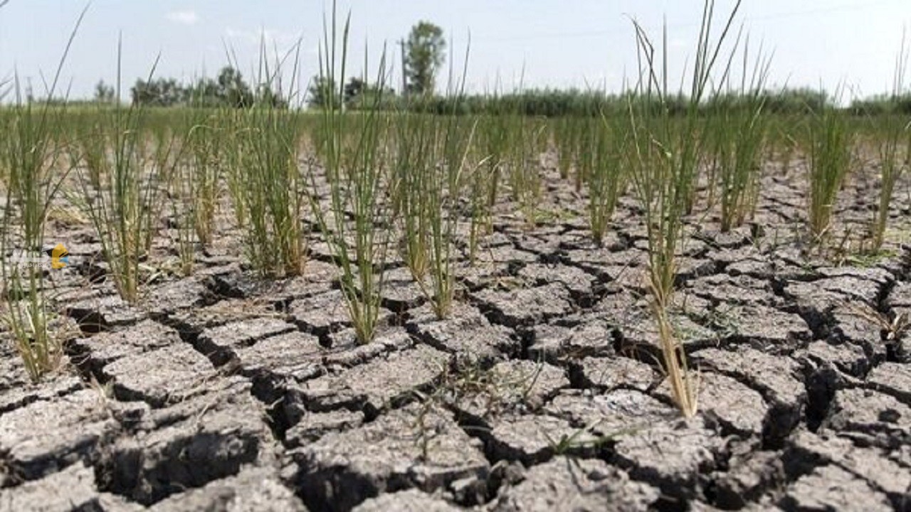 پرداخت خسارت‌های ناشی از خشک سالی تا پایان خرداد به کشاورزان گلستانی