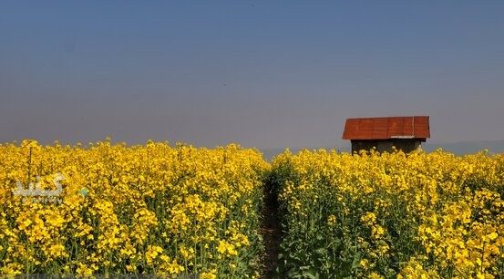برپایی ۲۳ مرکز خرید تضمینی کلزا در گلستان