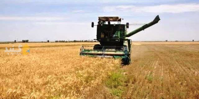 پیش بینی تولید ۴۵۰ هزار تن گندم در گلستان