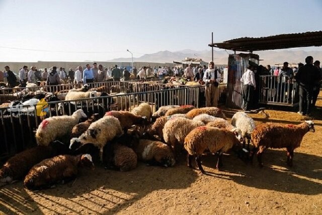 کمبود علوفه چالش ادامه‌دار دامداران گلستانی