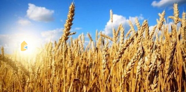 تحویل ۶۵ هزار تن گندم به مراکز خرید در گنبدکاووس