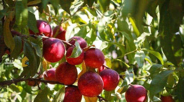 وجود ۱۱ هزار هکتار باغ میوه هسته دار در گلستان
