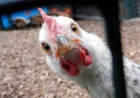 صدای شهروند و گلایه بابت کمبود مرغ در شهری که خود قطب تولید مرغ کشور است