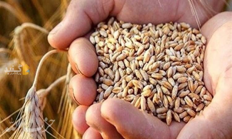 سرنوشت اصلاح قیمت خرید تضمینی گندم به کجا رسید؟