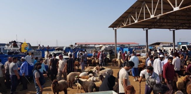 قیمت گوسفند زنده در مال بازار گنبدکاووس برای قربانی