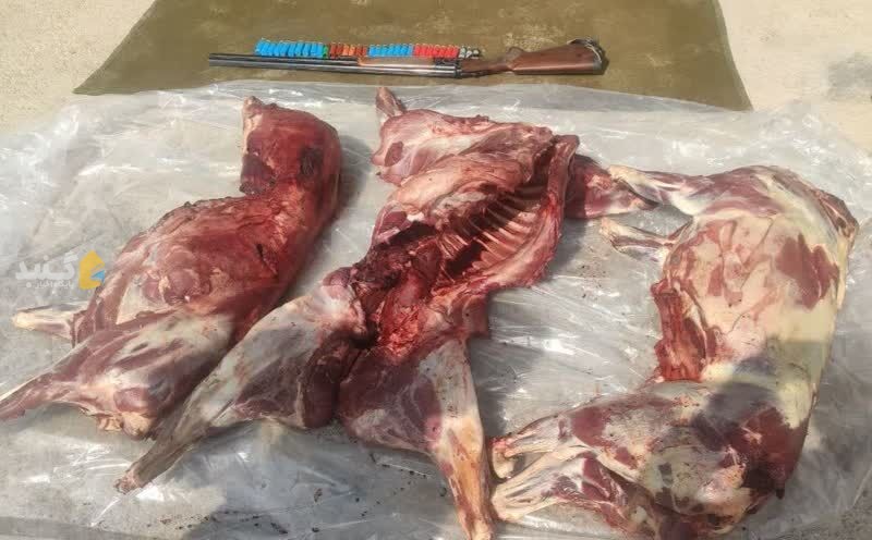 دستگیری شکارچیان غیر مجاز گراز در گنبدکاووس