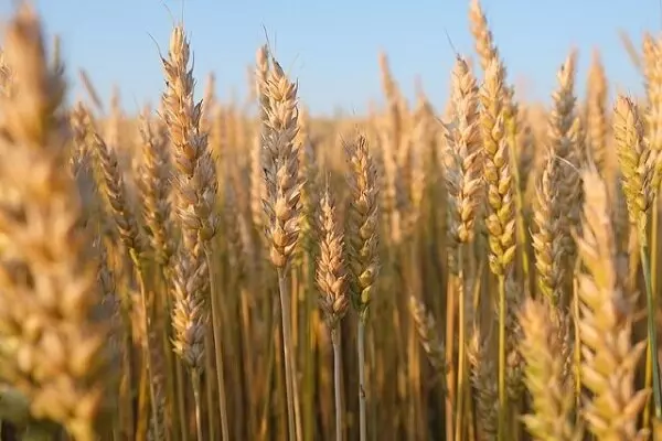 بالغ بر ۶۰۹ میلیارد تومان طلب گندم کاران گلستانی باقی مانده است