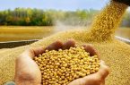 افزایش ۱/۵ برابری کل بذر تامین شده سویا در گلستان