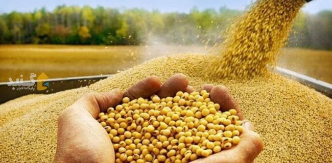 افزایش ۱/۵ برابری کل بذر تامین شده سویا در گلستان